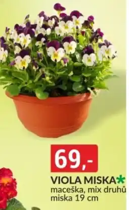 Baumax Viola miska nabídka