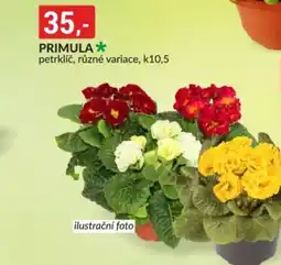 Baumax Primula nabídka