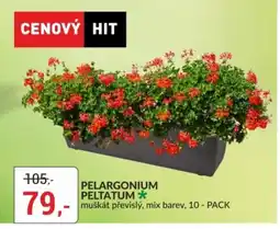 Baumax Pelargonium peltatum nabídka