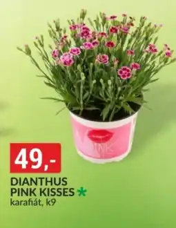 Baumax Dianthus pink kisses nabídka