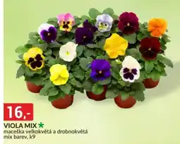Baumax Viola mix nabídka