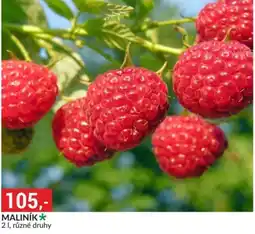 Baumax Maliník nabídka