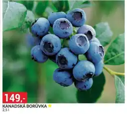 Baumax Kanadská borůvka nabídka
