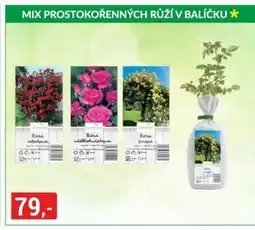 Baumax Mix prostokořenných růží v balíčku nabídka