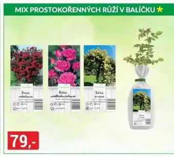 Baumax Mix prostokořenných růží v balíčku nabídka