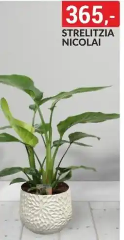 Baumax Strelitzia nicolai nabídka