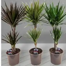 Baumax Dracaena marginata mix nabídka