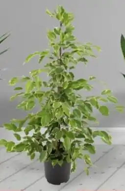 Baumax Ficus benjamina golden king nabídka