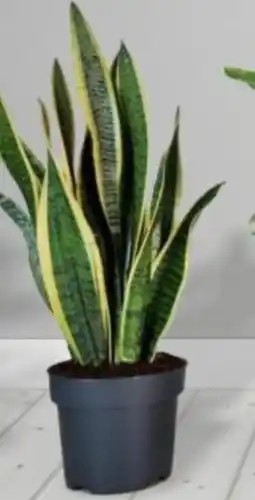 Baumax Sanseviera mix nabídka