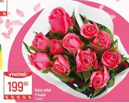 Globus Růže velké nabídka