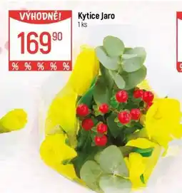 Globus Kytice Jaro nabídka