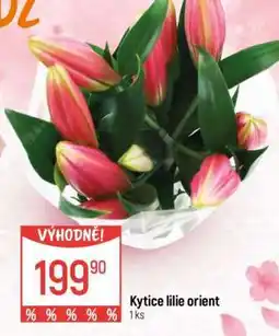 Globus Kytice lilie orient nabídka