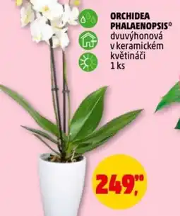 Penny Market Orchidea phalaenopsis nabídka