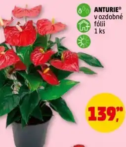 Penny Market Anturie nabídka