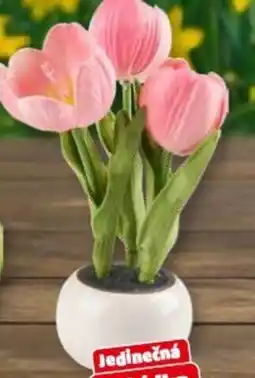 Penny Market Led dekorace nabídka