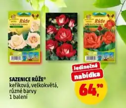 Penny Market Sazenice růže nabídka