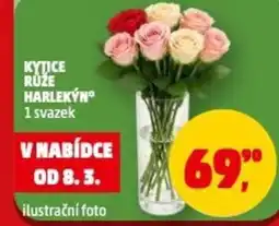 Penny Market Kytice růže harlekýn nabídka
