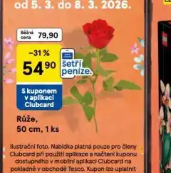 Tesco Růže nabídka