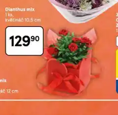 Tesco Dianthus mix nabídka