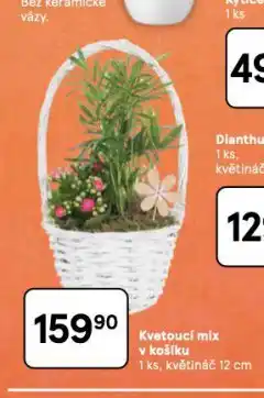 Tesco Kvetoucí mix v košíku nabídka