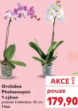 Kaufland Orchidea Phalaenopsis 1 výhon nabídka