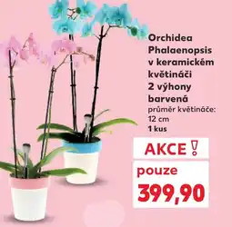 Kaufland Orchidea Phalaenopsis v keramickém květináči nabídka