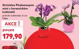 Kaufland Orchidea Phalaenopsis mini v keramickém květináči nabídka
