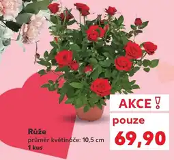 Kaufland Růže nabídka