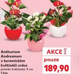 Kaufland Anthurium Andreanum v keramickém květináči srdce nabídka