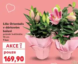 Kaufland Lilie Orientalis v dárkovém balení nabídka