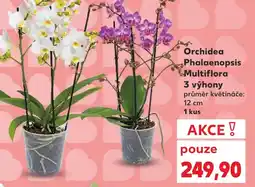 Kaufland Orchidea Phalaenopsis Multiflora 3 výhony nabídka
