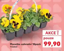 Kaufland Maceška zahradní 10pack nabídka