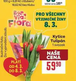 Billa Kytice Tulipán 1 svazek nabídka