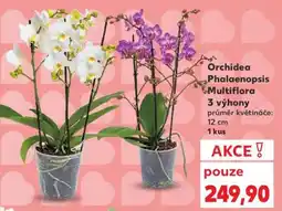 Kaufland Orchidea Phalaenopsis „Multiflora“ nabídka