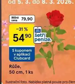 Tesco Růže, 1 ks nabídka