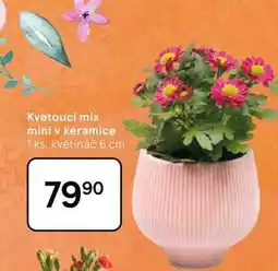Tesco Kvetoucí mix mini v keramice, 1 ks nabídka