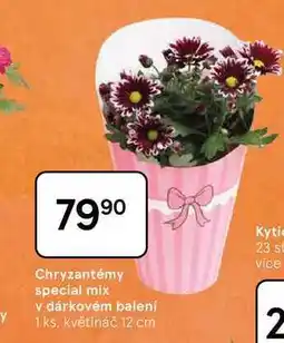 Tesco Chryzantémy special mix v dárkovém balení, 1 ks nabídka