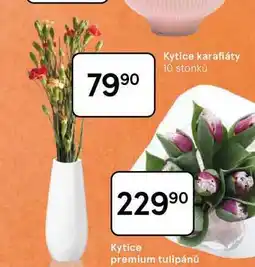 Tesco Kytice karafiáty, 10 stonků nabídka