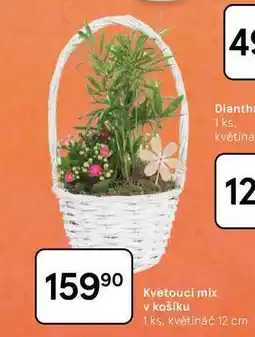 Tesco Kvetoucí mix v košíku, 1 ks nabídka