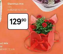 Tesco Dianthus mix, 1 ks nabídka