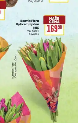 Billa Bonvia Flora Kytice tulipánů mix barev 1 svazek nabídka
