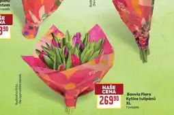 Billa Bonvia Flora Kytice tulipánů XL 1 svazek nabídka