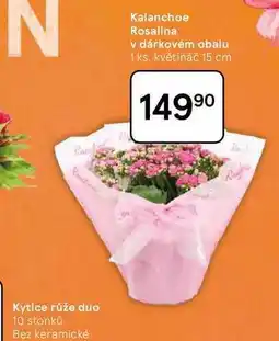 Tesco Kalanchoe Rosalina v dárkovém obalu, 1 ks nabídka