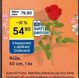 Tesco Růže, 1 ks nabídka