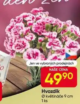 Hruška Hvozdik Ø květináče 9 cm 1 ks nabídka