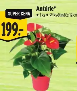 Albert Antúrie nabídka