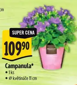 Albert Campanula nabídka