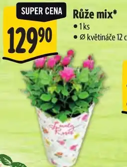 Albert Růže mix nabídka