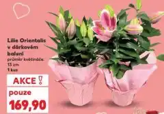 Kaufland Lilie orientalis nabídka