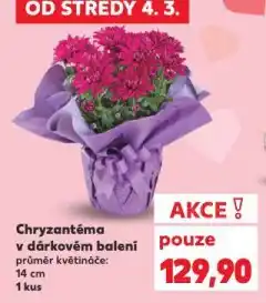 Kaufland Chryzantéma v dárkovém balení nabídka